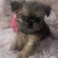 Lexa, a female Brussels Griffon for sale in Forney, TX – Photo 7 of 8