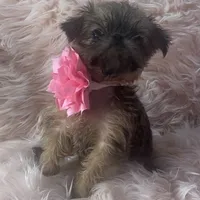 Lexa, a female Brussels Griffon for sale in Forney, TX – Photo 4 of 8