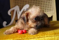Max, a male Brussels Griffon for sale in Forney, TX – 4 of 5