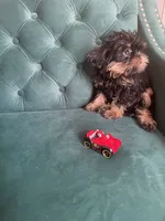 Lord, a male Brussels Griffon for sale in Forney, TX – 10 of 10