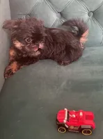 Valero, a male Brussels Griffon for sale in Forney, TX – 4 of 8