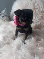 Lora, a female Brussels Griffon for sale in Forney, TX – Photo 6 of 7