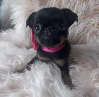 Lora, a female Brussels Griffon for sale in Forney, TX – Photo 2 of 7