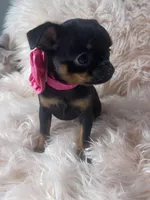 Lora, a female Brussels Griffon for sale in Forney, TX – Photo 5 of 7