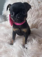 Lora, a female Brussels Griffon for sale in Forney, TX – Photo 3 of 7