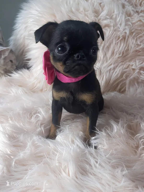Lora – Brussels Griffon puppy for sale in Forney, TX