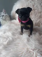 Lora, a female Brussels Griffon for sale in Forney, TX – Photo 7 of 7