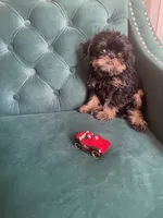 Lord, a male Brussels Griffon for sale in Forney, TX – 9 of 10