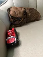 Taylor , a male Brussels Griffon for sale in Forney, TX – 4 of 6