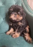 Lord, a male Brussels Griffon for sale in Forney, TX – 2 of 10