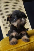 Mircola, a female Brussels Griffon for sale in Forney, TX – 1 of 3