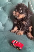 Lord, a male Brussels Griffon for sale in Forney, TX – 7 of 10