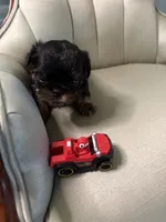 Lord, a male Brussels Griffon for sale in Forney, TX – 5 of 7