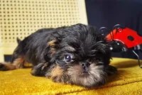Mircola, a female Brussels Griffon for sale in Forney, TX – 2 of 3