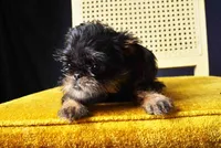 Mircola, a female Brussels Griffon for sale in Forney, TX – 3 of 3