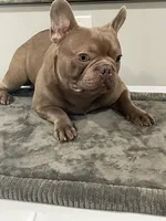 Isabella males, a male French Bulldog for sale in Forney, TX – Photo 2 of 10