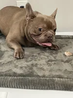 Isabella males, a male French Bulldog for sale in Forney, TX – Photo 6 of 10