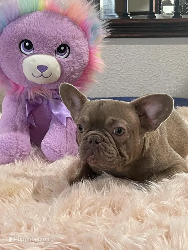 Isabella males, a male French Bulldog for sale in Forney, TX – Photo 1 of 10