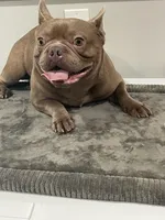 Isabella males, a male French Bulldog for sale in Forney, TX – Photo 4 of 10