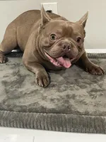 Isabella males, a male French Bulldog for sale in Forney, TX – Photo 10 of 10