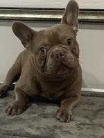 Isabella males, a male French Bulldog for sale in Forney, TX – Photo 3 of 10