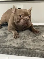 Isabella males, a male French Bulldog for sale in Forney, TX – Photo 5 of 10