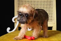 Max, a male Brussels Griffon for sale in Forney, TX – 3 of 5