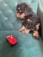 Lord, a male Brussels Griffon for sale in Forney, TX – 4 of 10