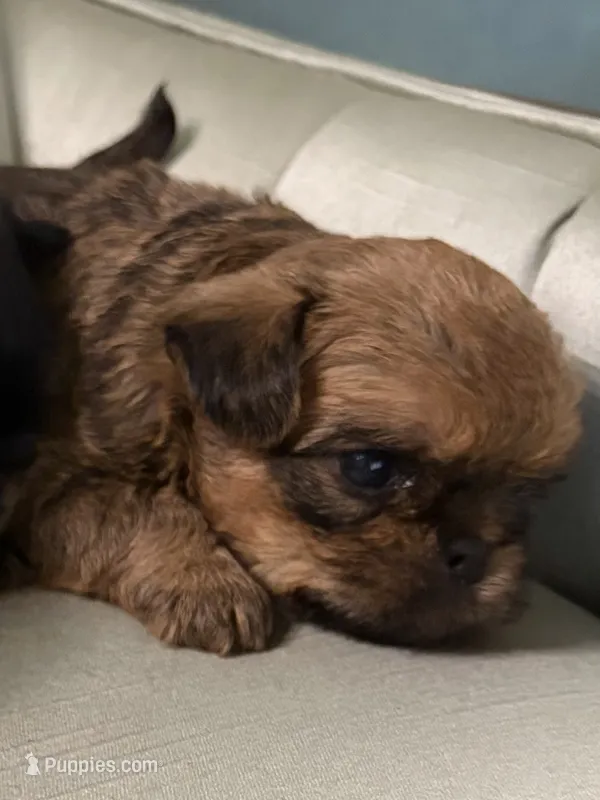 Taylor  – Brussels Griffon puppy for sale in Forney, TX