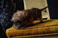Nala, a female Brussels Griffon for sale in Forney, TX – 4 of 5
