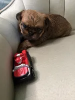 Taylor , a male Brussels Griffon for sale in Forney, TX – 5 of 6