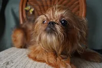 Lexa, a female Brussels Griffon for sale in Forney, TX – 2 of 4