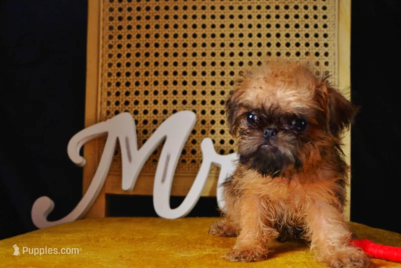 Max – Brussels Griffon puppy for sale in Forney, TX