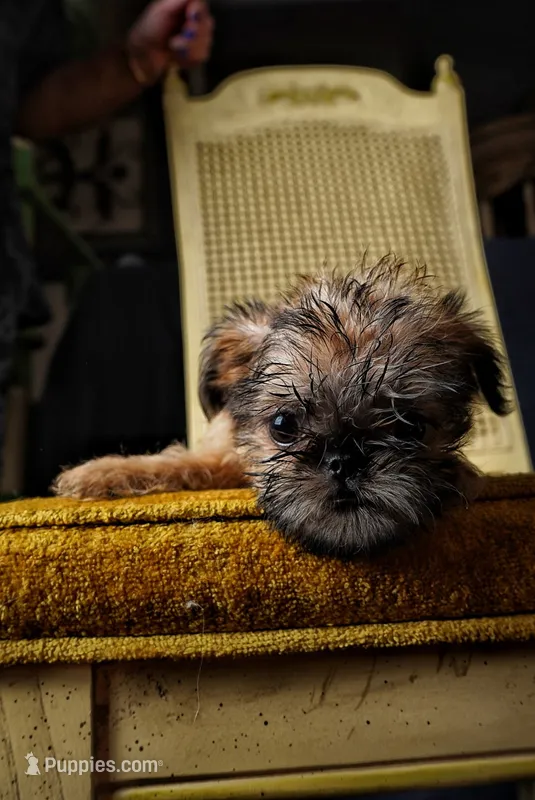 Nala – Brussels Griffon puppy for sale in Forney, TX