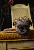 Nala, a female Brussels Griffon for sale in Forney, TX – 1 of 5