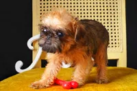 Max, a male Brussels Griffon for sale in Forney, TX – 2 of 5