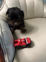 Lord, a male Brussels Griffon for sale in Forney, TX – 7 of 7
