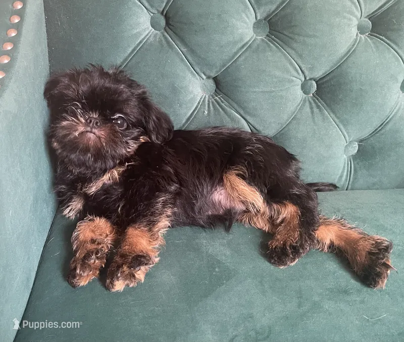 Valero – Brussels Griffon puppy for sale in Forney, TX