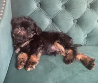Valero, a male Brussels Griffon for sale in Forney, TX – 1 of 8