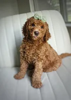 Emily, a female Goldendoodle for sale in San Antonio, TX – 4 of 4