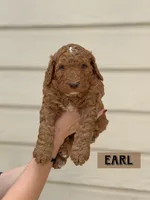 Earl, a male Goldendoodle for sale in San Antonio, TX – 3 of 4