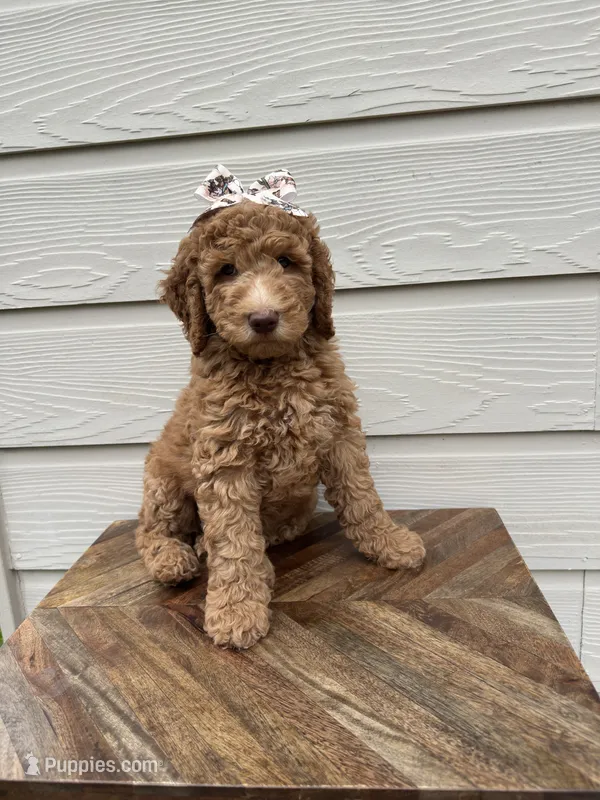 Natalie – Goldendoodle puppy for sale in San Antonio, TX