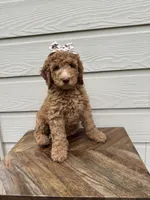 Natalie, a female Goldendoodle for sale in San Antonio, TX – 1 of 4