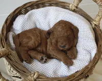 Emily, a female Goldendoodle for sale in San Antonio, TX – 2 of 4