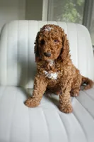 Earl, a male Goldendoodle for sale in San Antonio, TX – 4 of 4