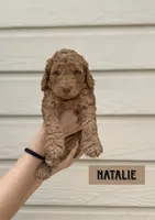 Natalie, a female Goldendoodle for sale in San Antonio, TX – 4 of 4