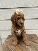 Martie, a female Goldendoodle for sale in San Antonio, TX – 4 of 4
