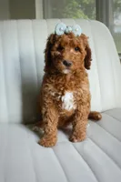 Martie, a female Goldendoodle for sale in San Antonio, TX – 3 of 4