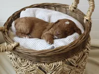 Earl, a male Goldendoodle for sale in San Antonio, TX – 2 of 4