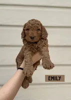 Emily, a female Goldendoodle for sale in San Antonio, TX – 3 of 4